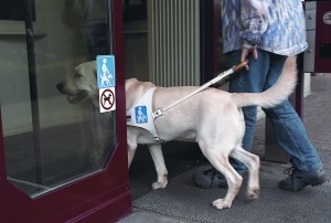 Blindenführhunde Ausbildung