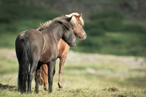 Zwei Pferde auf einer Koppel: Beim Reiten lässt sich die Körperwahrnehmung trainieren. Bild: suze, photocase.com