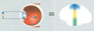 Die Abbildungen zeigen schematische Darstellungen eines Augapfels mit Linse. Das Bild eines Pfeils wird anhand von Lichtstrahlen durch die Linse im Augapfel gespiegelt; der umgekehrte Pfeil steht dabei jeweils vor oder hinter der rückwärtigen Augapfelwand, welche die Netzhaut darstellt.