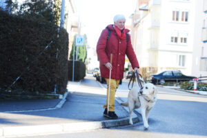 Shaia, le chien-guide d'aveugles de Dora Boller, l'aide à traverser la route en toute sécurité.