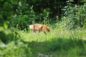 Ein Fuchs schnüffelt im Gras auf einer Lichtung.